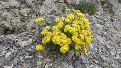 Flowers on stones Stock Footage 134333570