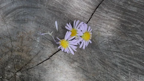 Flowers: stop motion of three pink daisy removing the petals Vidéo 95483304