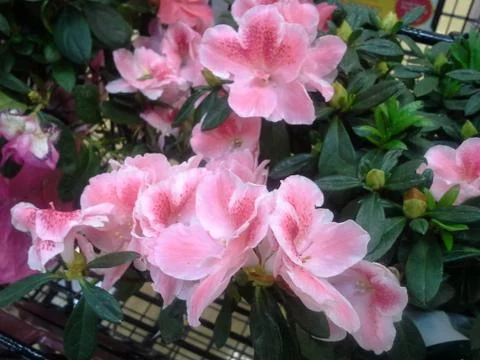 Flowers at the store Stock Photos