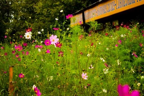 Flowers at the store Stockfoto's