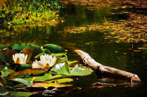 Flowers in a stream Stock Photos