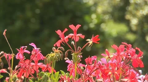 Flowers su Stock Footage 11883820