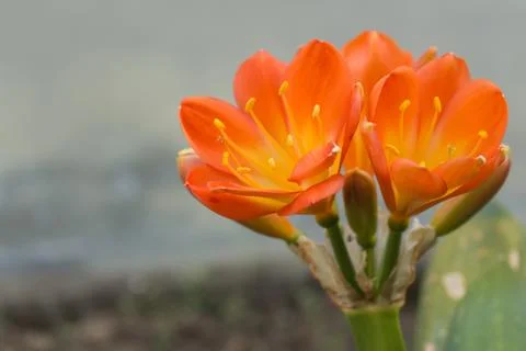 The flowers on succulent Stock Photos