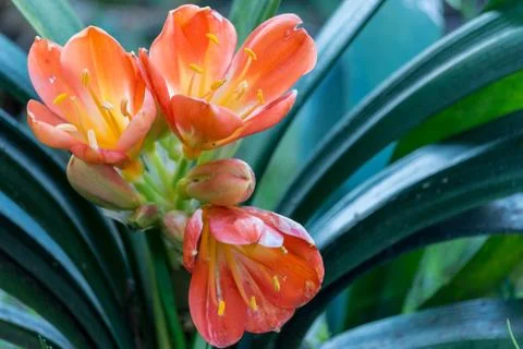 The flowers on succulent Stock Photos