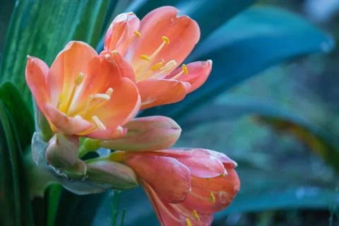 The flowers on succulent Stock Photos