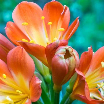 The flowers on succulent Stock Photos
