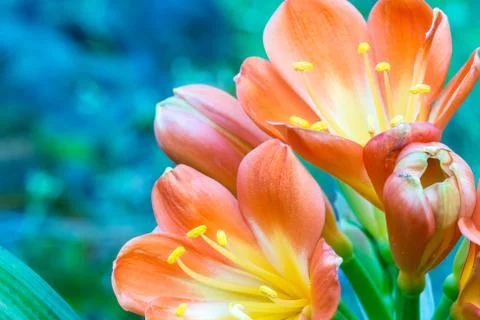 The flowers on succulent Stock Photos
