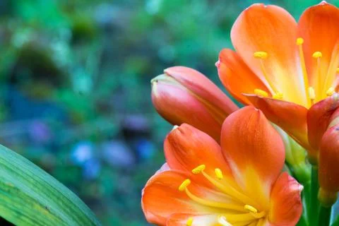 The flowers on succulent Foto stock