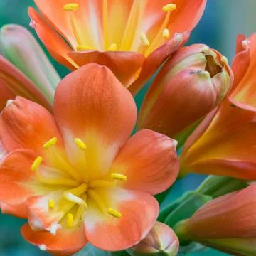 The flowers on succulent Stock Photos