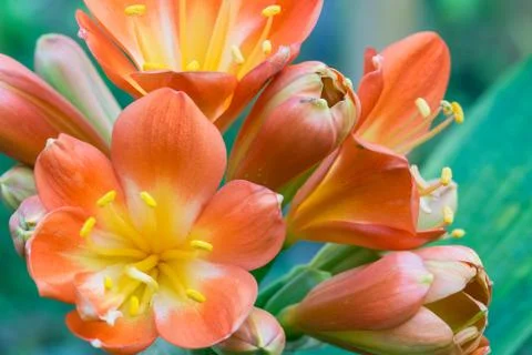 The flowers on succulent Stock Photos