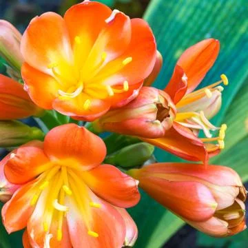 The flowers on succulent Stock-Fotos