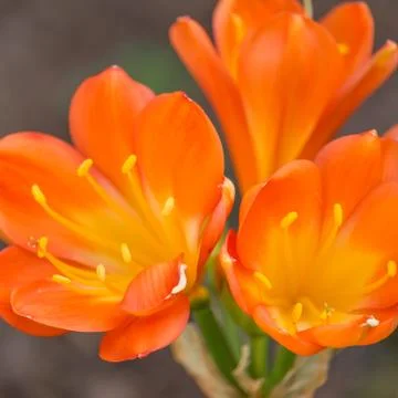 The flowers on succulent Stock Photos