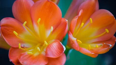The flowers on succulent Stock Photos
