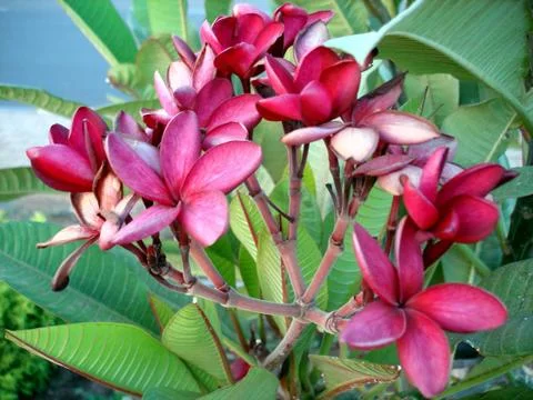 Flowers in Sudan Stock Photos