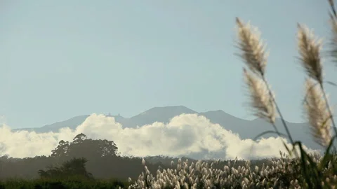 Flowers of Sugarcane Swaying in the Wind, Clouds, and Mauna Kea Stock Footage 327301636