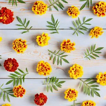 Flowers summer background Stock Photos