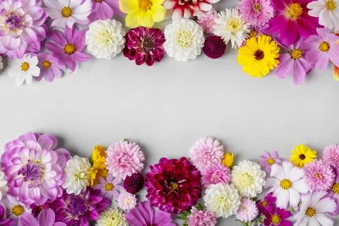Flowers summer background Stock Photos