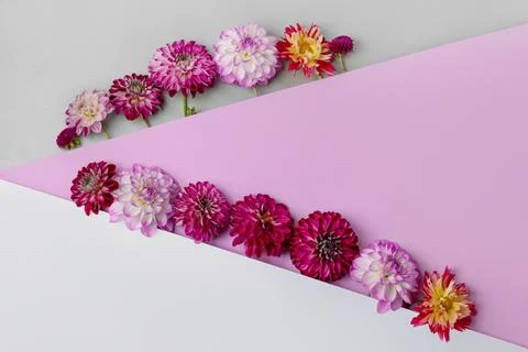 Flowers summer background Stock Photos