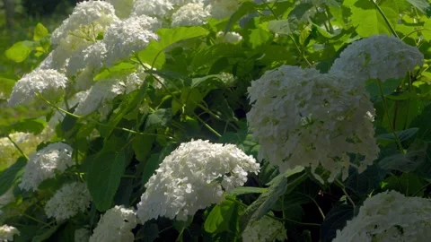 Flowers, summer Stock Footage 279649210