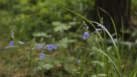 Flowers in summer forest Stock Footage 90168929