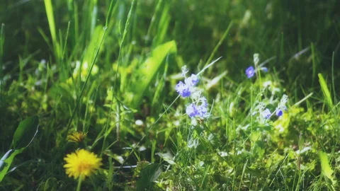 Flowers in Summer Garden Stock Footage 131553052