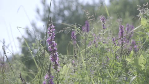 Flowers in the summer meadow Stock Footage 160142604