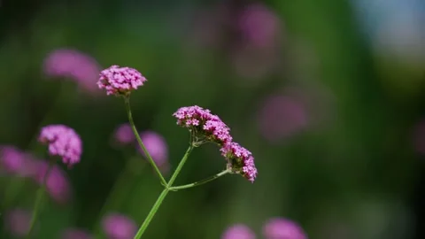 Flowers in the summer monsoon Stock Footage 257865976