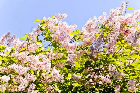 Flowers in summer Stock Photos
