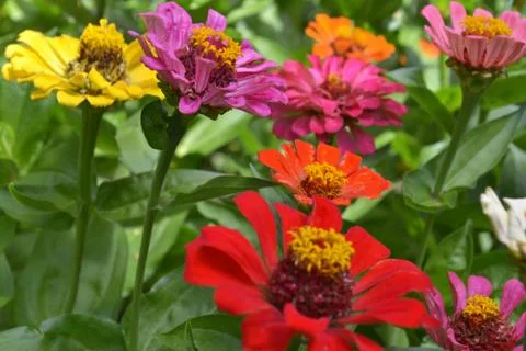 Flowers in summer Stock Photos
