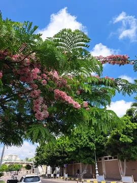 Flowers at Summer Stock Photos