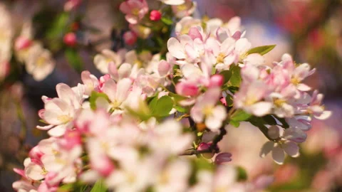 Flowers summertime focus blur tree branch blue sky blurry Stock Footage 130837360