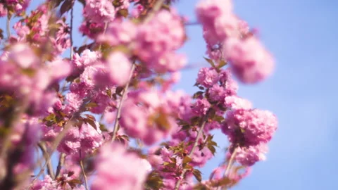Flowers summertime focus blur tree branch blue sky blurry Stock Footage 130837475