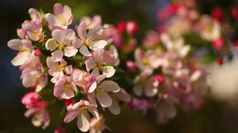 Flowers summertime focus blur tree branch blue sky blurry Stock Footage 130837484