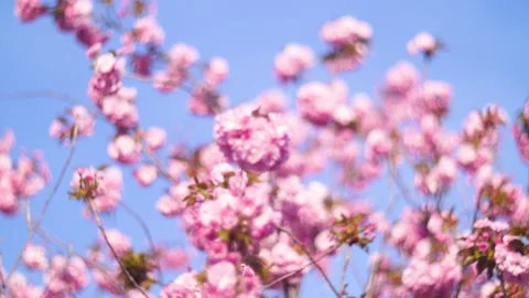 Flowers summertime focus blur tree branch blue sky blurry Stock Footage 130837816