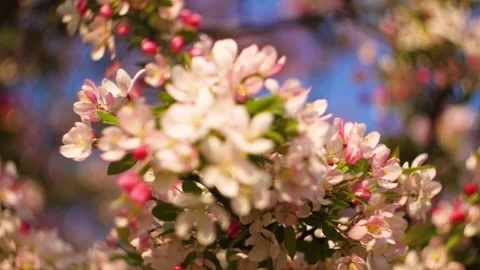 Flowers summertime focus blur tree branch blue sky blurry Stock Footage 130838718