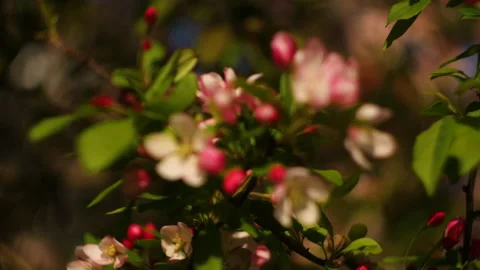 Flowers summertime focus blur tree branch blue sky blurry Stock Footage 130839040
