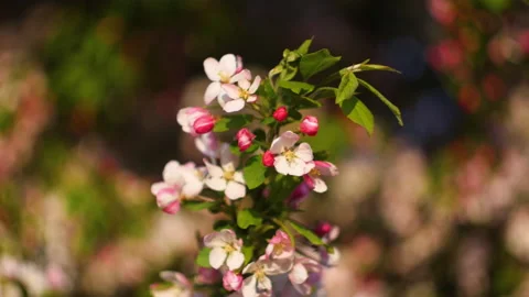 Flowers summertime focus blur tree branch blue sky blurry Stock Footage 130841119