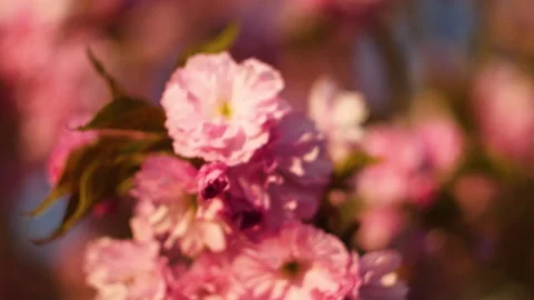 Flowers summertime focus blur tree branch blue sky blurry Stock Footage 130842155