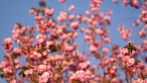 Flowers summertime focus blur tree branch blue sky blurry Stock Footage 130844831