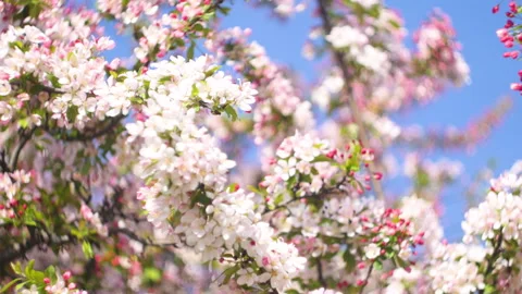 Flowers summertime focus blur tree branch blue sky blurry Stock Footage 130846375