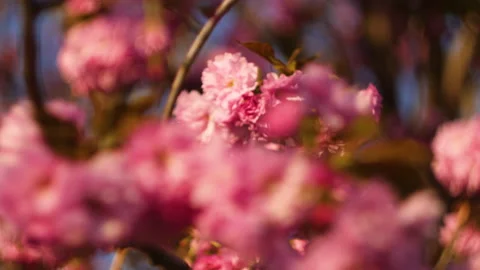 Flowers summertime focus blur tree branch blue sky blurry Stock Footage 130846615