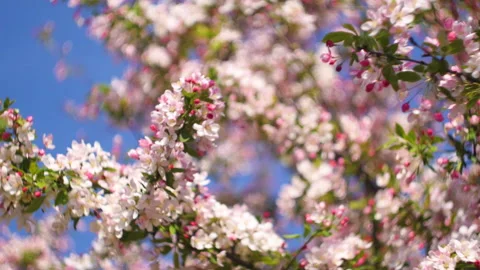 Flowers summertime focus blur tree branch blue sky blurry Stock Footage 130847719