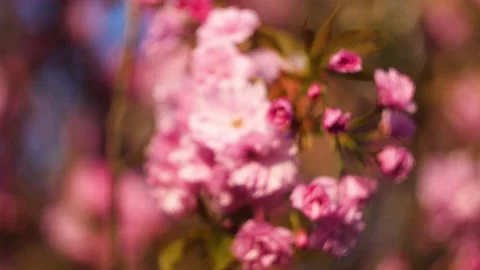 Flowers summertime focus blur tree branch blue sky blurry Stock Footage 130848610