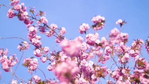 Flowers summertime focus blur tree branch blue sky blurry Stock Footage 130852044