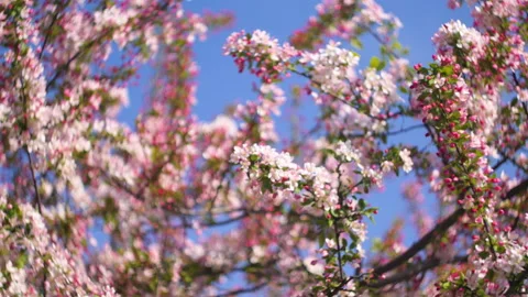 Flowers summertime focus blur tree branch blue sky blurry Stock Footage 130852290
