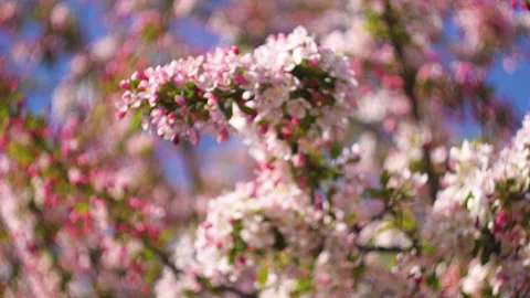 Flowers summertime focus blur tree branch blue sky blurry Stock Footage 130853441
