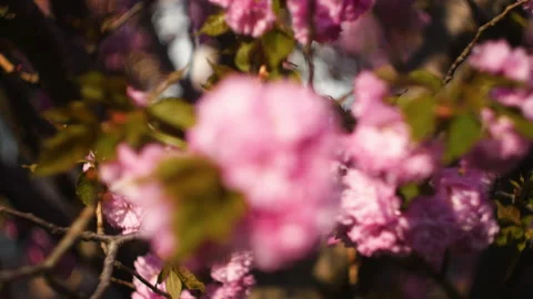 Flowers summertime focus blur tree branch blue sky blurry Stock Footage 130856616