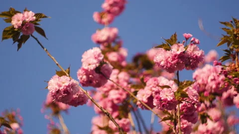 Flowers summertime focus blur tree branch blue sky blurry Stock Footage 130857699