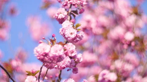 Flowers summertime focus blur tree branch blue sky blurry Stock Footage 130858128