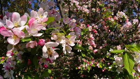 Flowers summertime focus blur tree branch blue sky blurry Stock Footage 130860532